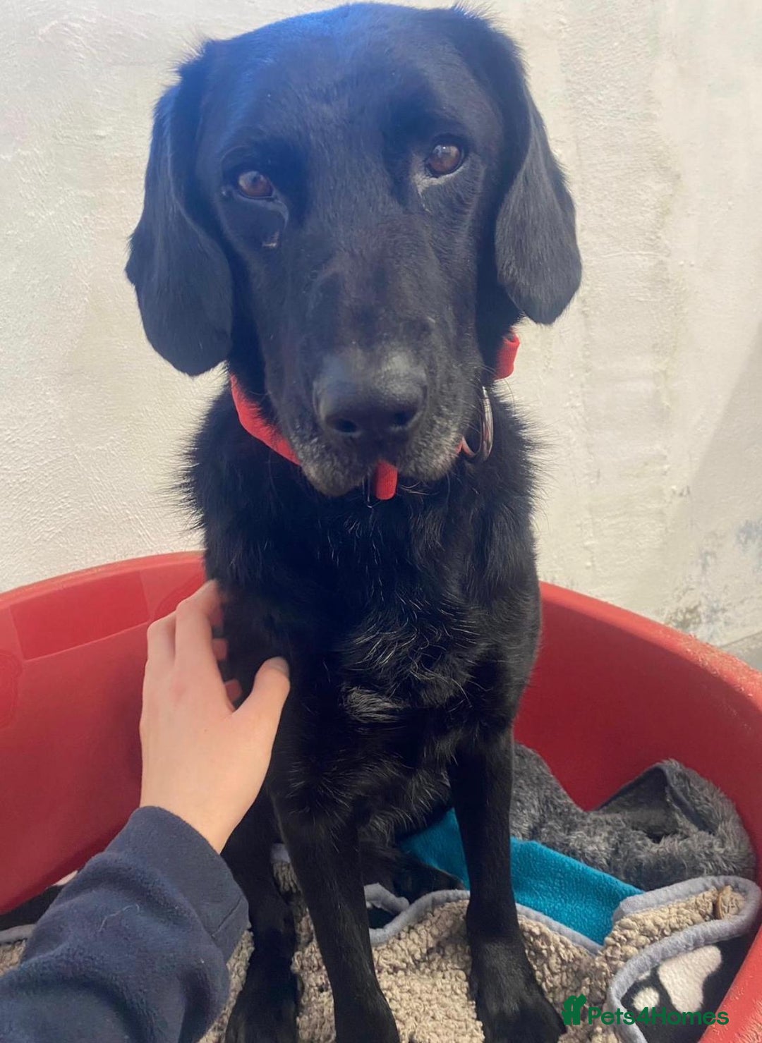 Labrador Retriever dogs for adoption: Bruno 5 lab mix Macedonian rescue  - Advert 1