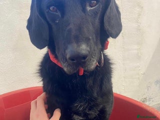 Labrador Retriever dogs Bruno 5 lab mix Macedonian rescue - Advert 1