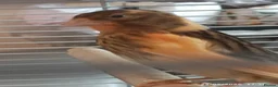 Canaries birds for sale: Canaries MALES - Advert 1