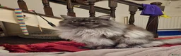 Maine Coon cats for stud: Active TICA registered Maine Coon Stud Smoke - Advert 8