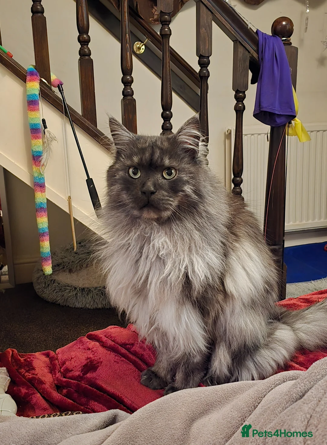 Maine Coon cats for stud: Active TICA registered Maine Coon Stud Smoke - Advert 8