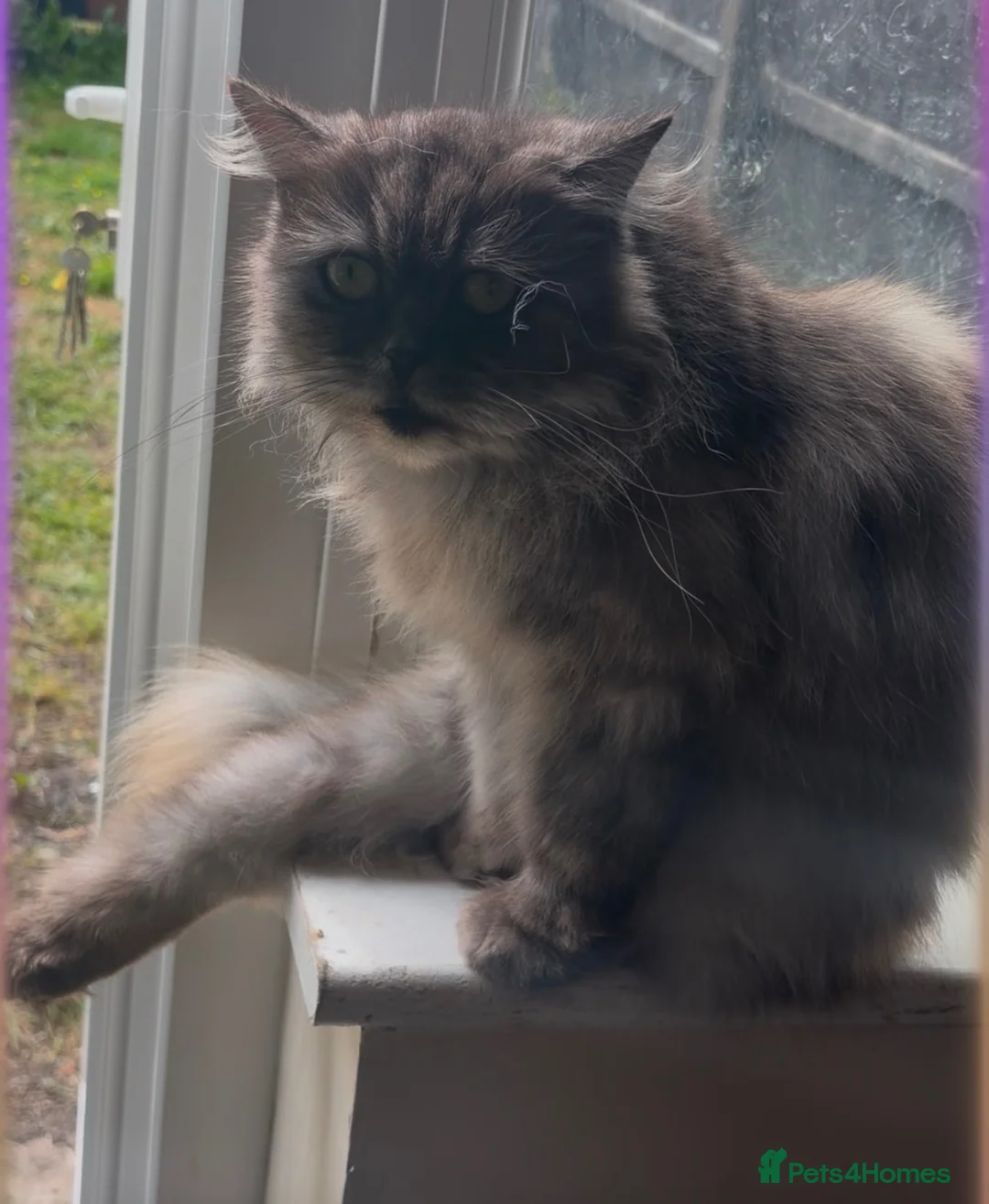 Persian cats for sale: Beautiful Half ragdoll and half Persian cat  - Advert 1