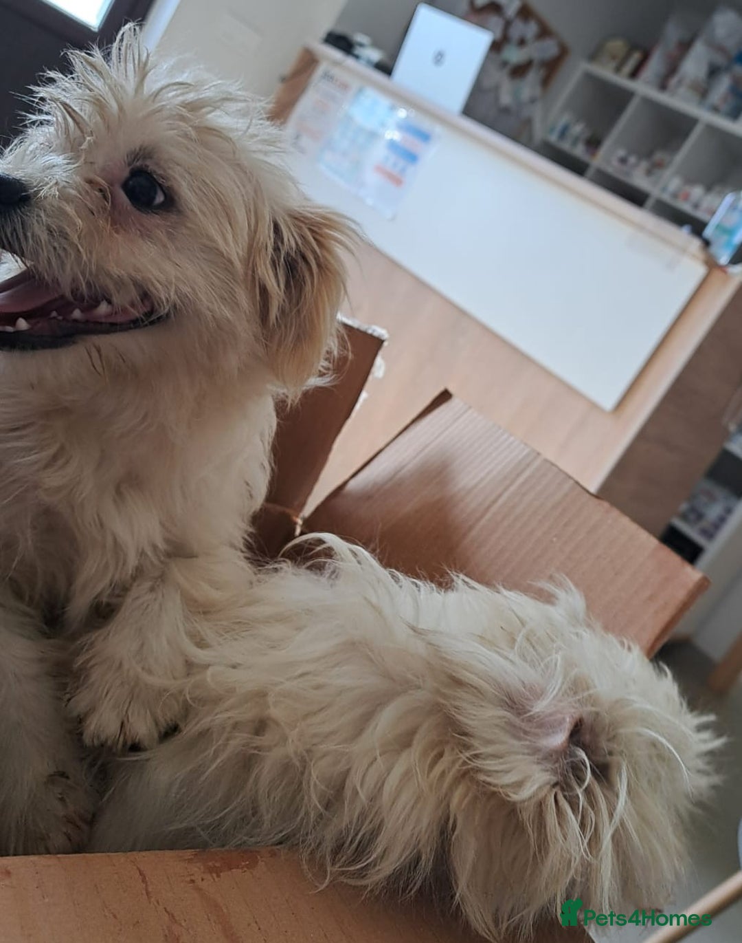 Bichon Frise dogs for adoption: KHAAN - a superb, little boy, for a Loving Home - Image 4