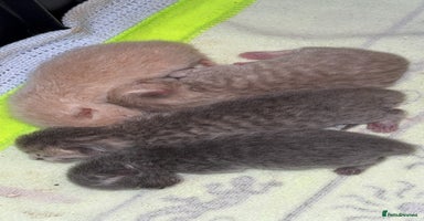 British Shorthair cats - Advert 10