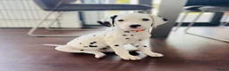 Dalmatian dogs for sale: 🖤 Ready now ONE BOY LEFT Dalmatian Puppies 🖤 - Advert 2