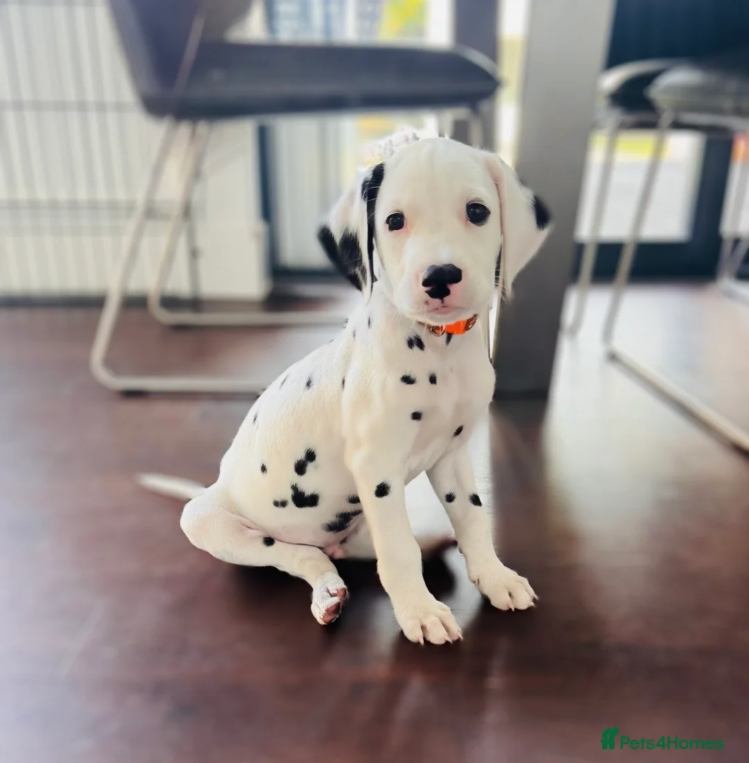 Dalmatian dogs for sale: 🖤 Ready now ONE BOY LEFT Dalmatian Puppies 🖤 - Advert 2