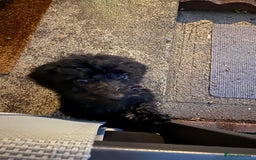 Cockapoo dogs for sale: Cockapoo puppies - Image 15