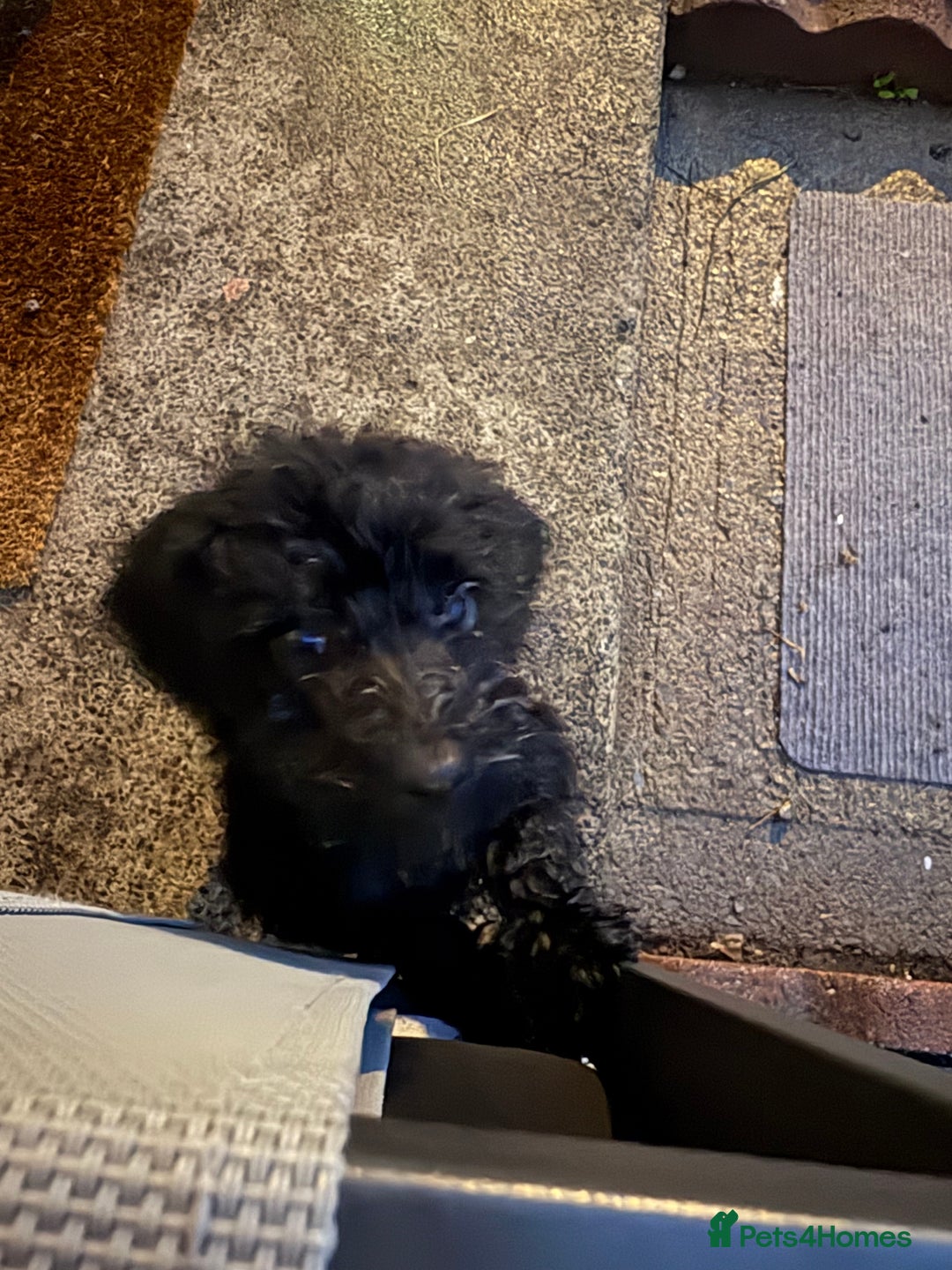 Cockapoo dogs for sale: Cockapoo puppies - Image 15