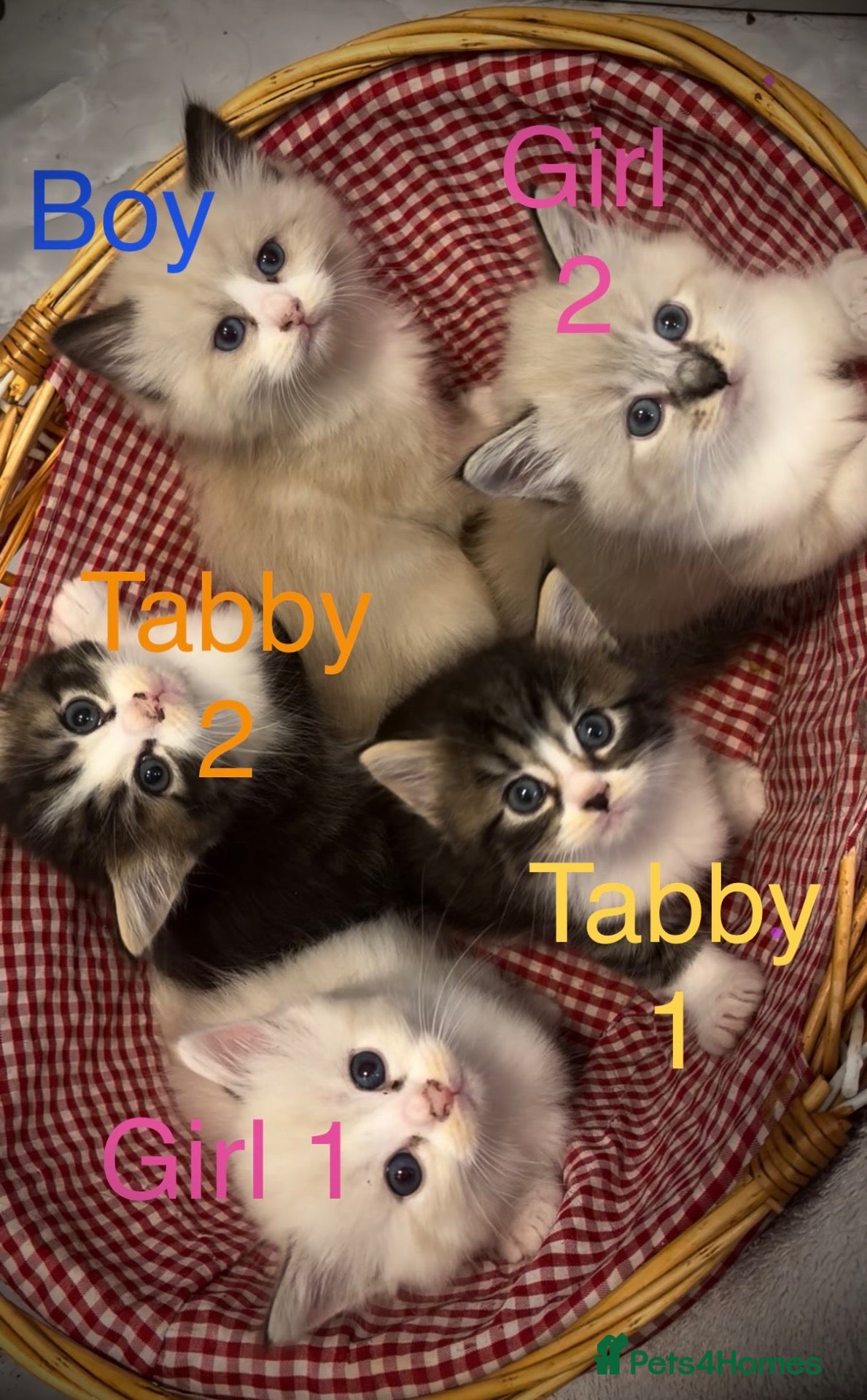 Ragdoll cats 3 beautiful ragdolls & 2 Persians - Advert 6