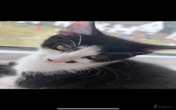 Domestic Shorthair cats for sale: Beautiful Black & White boy kitten total lap cat!! - Image 4