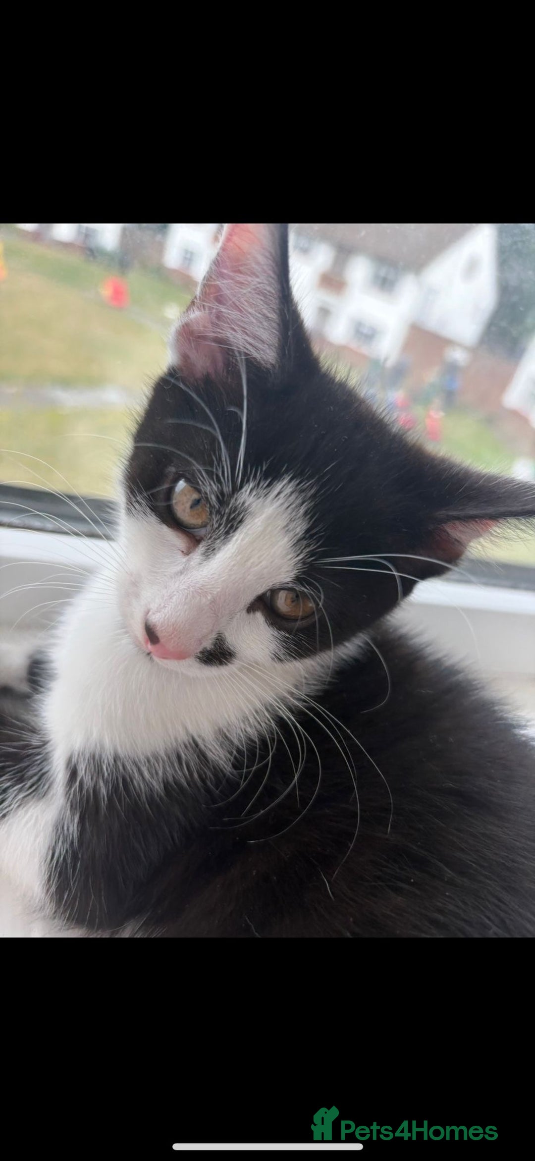 Domestic Shorthair cats for sale: Beautiful Black & White boy kitten total lap cat!! - Image 4