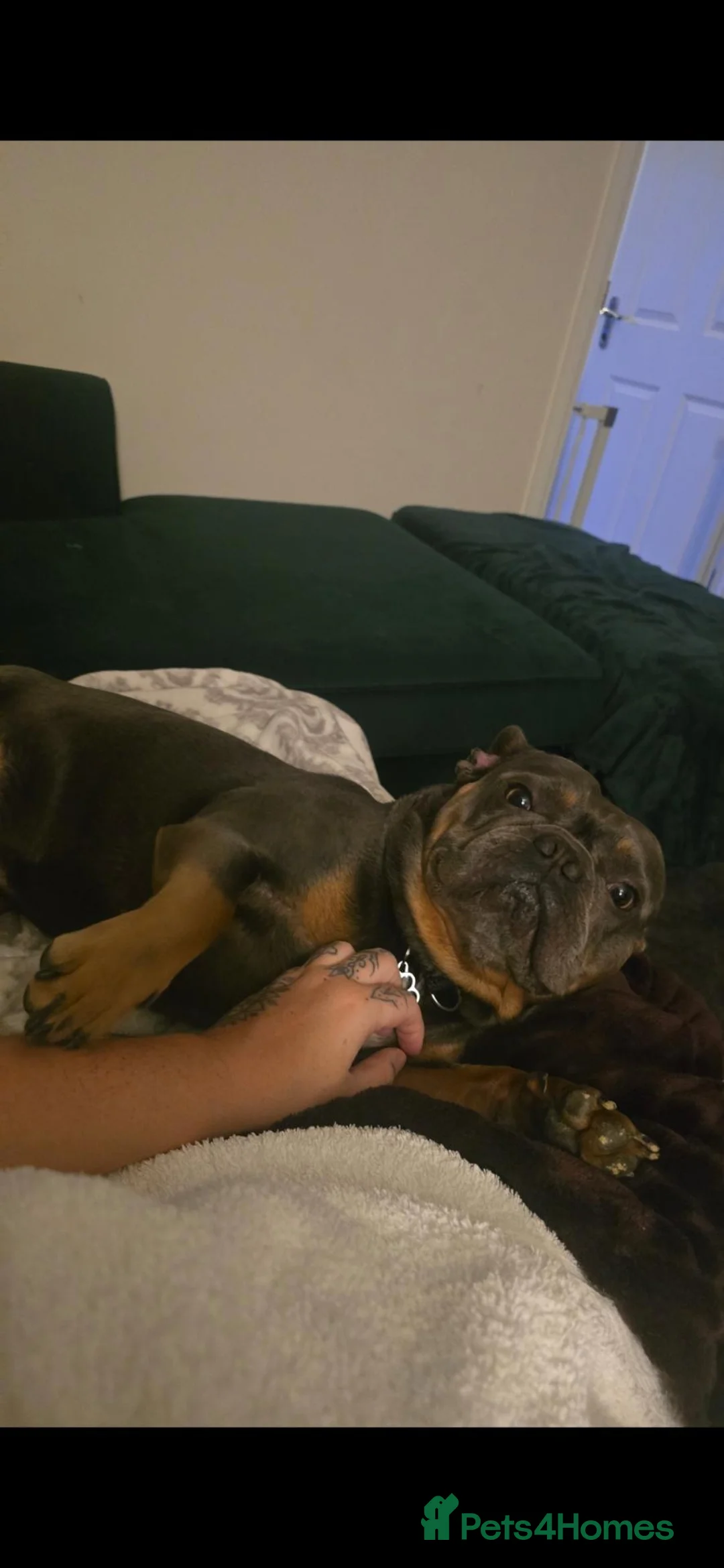 French Bulldog dogs for sale: 3 year old Frenchie - Advert 2