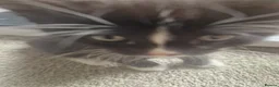 Mixed Breed cats for sale: Kittens looking for forever home - Advert 3