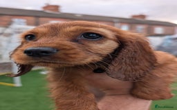 Mixed Breed dogs for sale: Cockalier puppies F1 for sale - Image 1