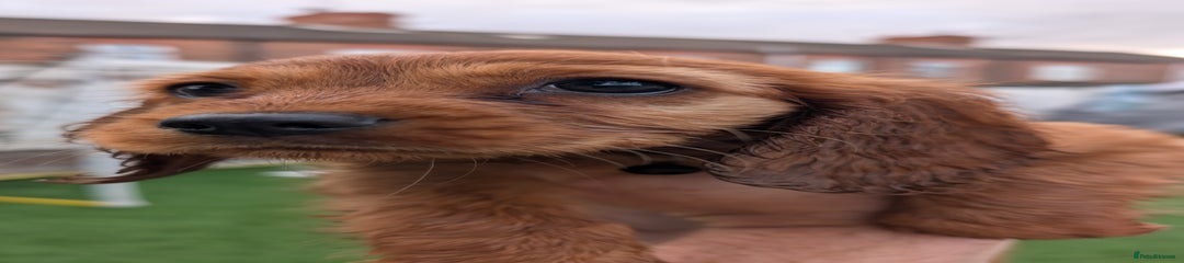 Mixed Breed Puppy 2
