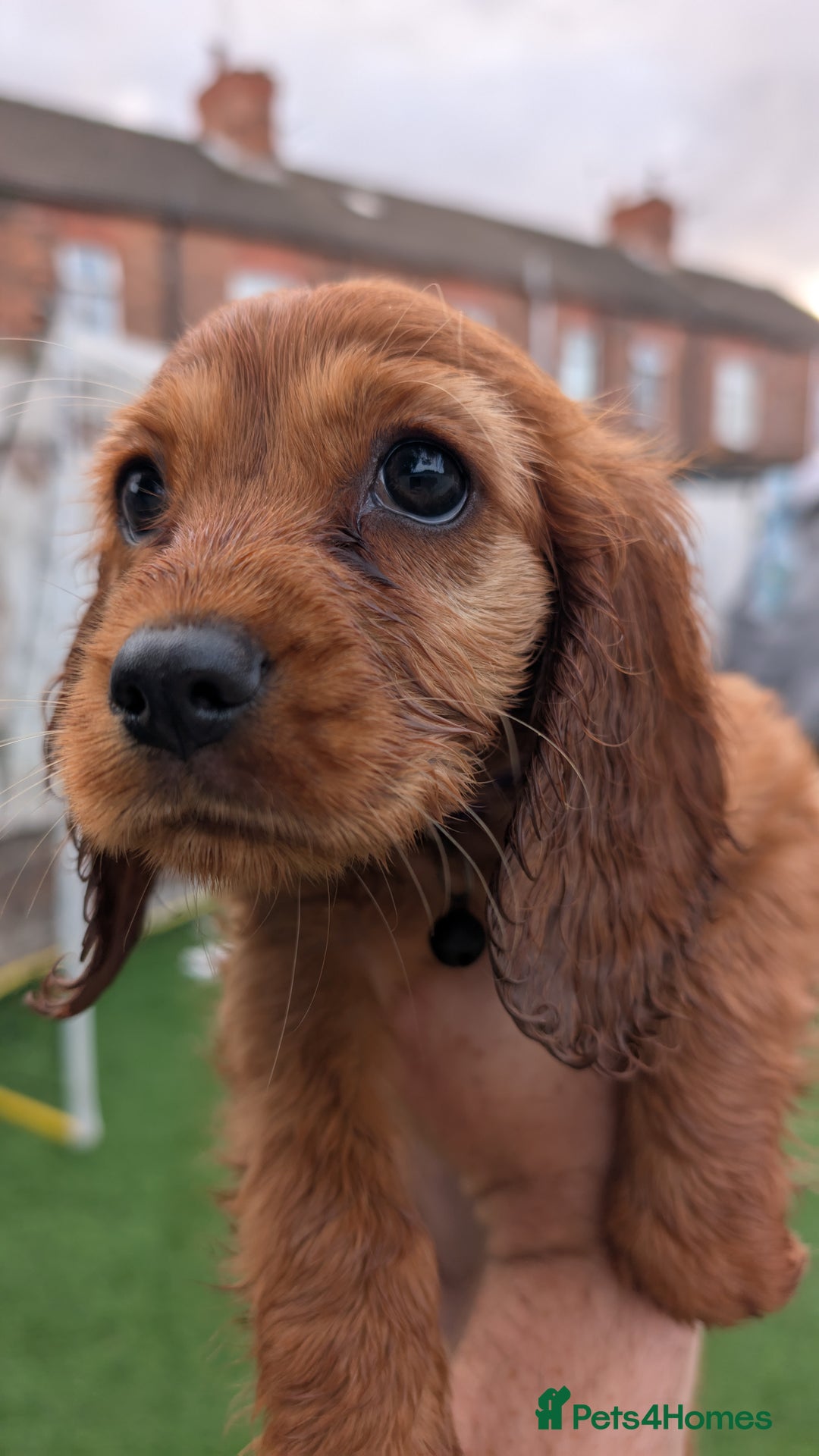Mixed Breed dogs for sale: Cockalier puppies F1 for sale - Image 1