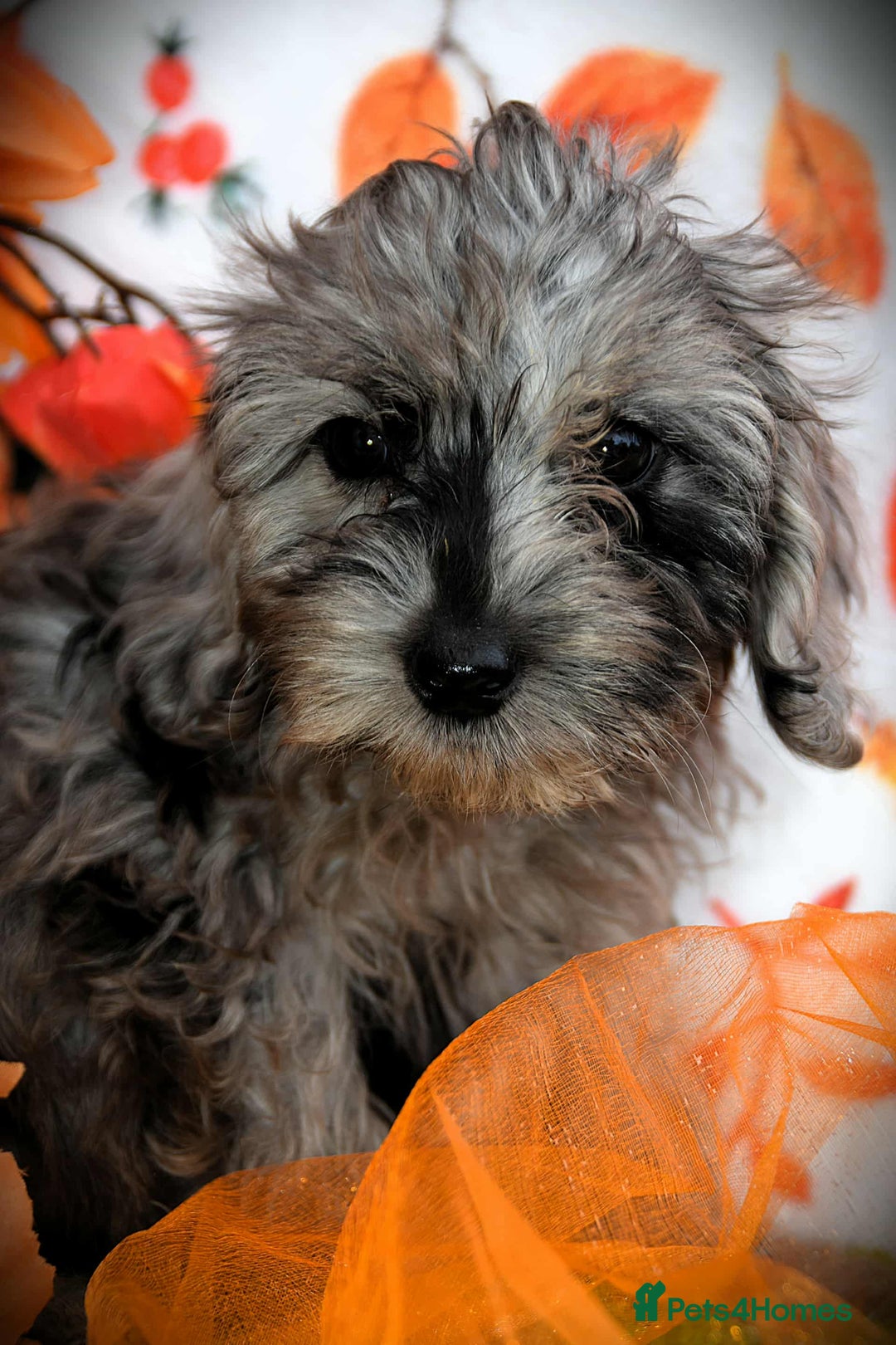 Cockapoo dogs for sale: Fully innoculated hereditary clear toy cockapoos  - Advert 1