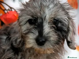 Cockapoo dogs Fully innoculated hereditary clear toy cockapoos - Advert 1