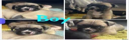 French Bulldog dogs for sale: 3 quarters frenchie quarter staff in Wokingham - Advert 5
