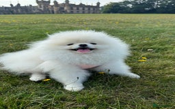 Pomeranian dogs for sale: ONLY 1 TEDDY BEAR BOY LEFT! 🧸💙 - Image 10