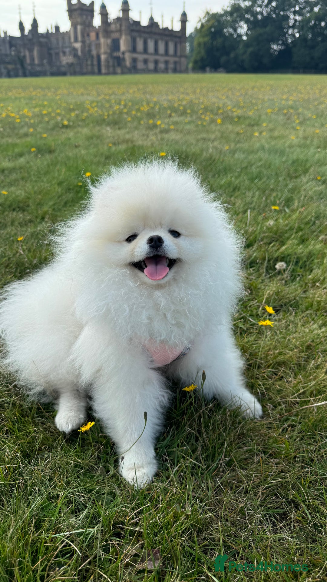 Pomeranian dogs for sale: ONLY 1 TEDDY BEAR BOY LEFT! 🧸💙 - Image 10