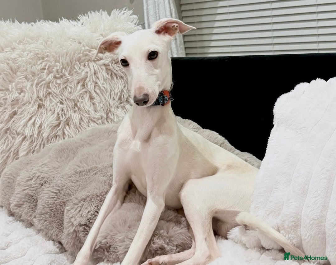 Italian Greyhound dogs for stud: MR RALPH AT STUD ( HEALTH TESTED ) - Advert 7