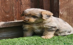 Jackapoo dogs for sale: 🐶 Rare-Coloured Jackapoo Puppies  - Image 11