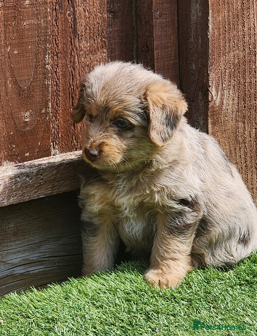 Jackapoo dogs for sale: 🐶 Rare-Coloured Jackapoo Puppies  - Image 11