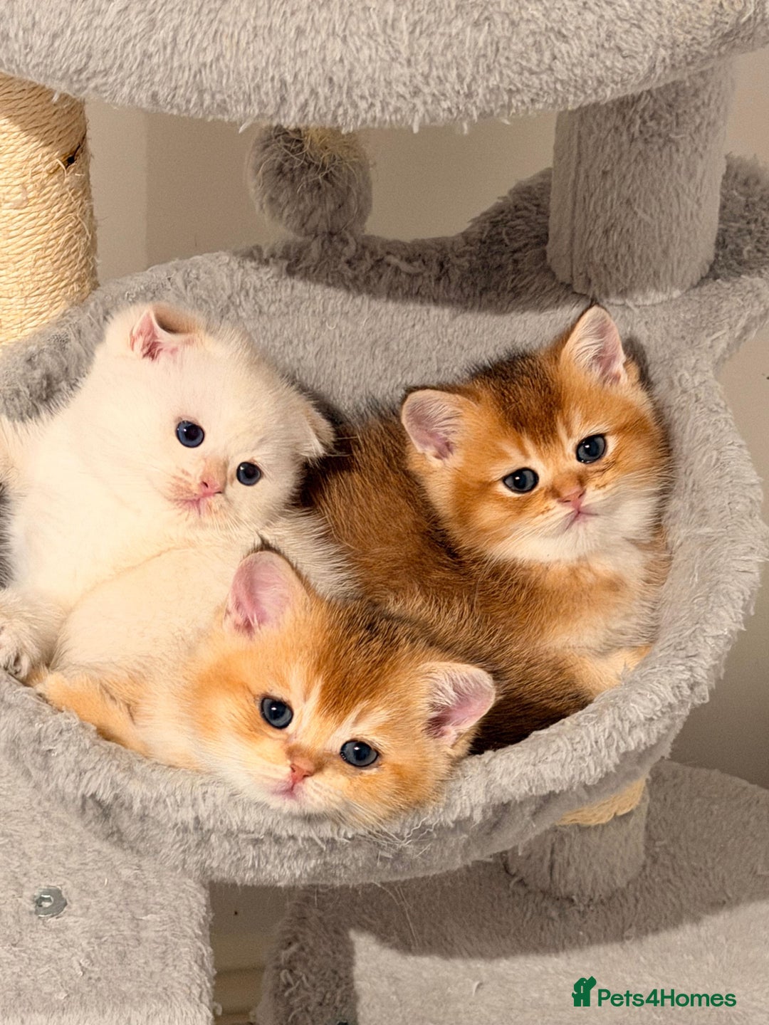 Scottish Fold cats for sale: six purebred Scottish kittens — all female,  - Advert 9