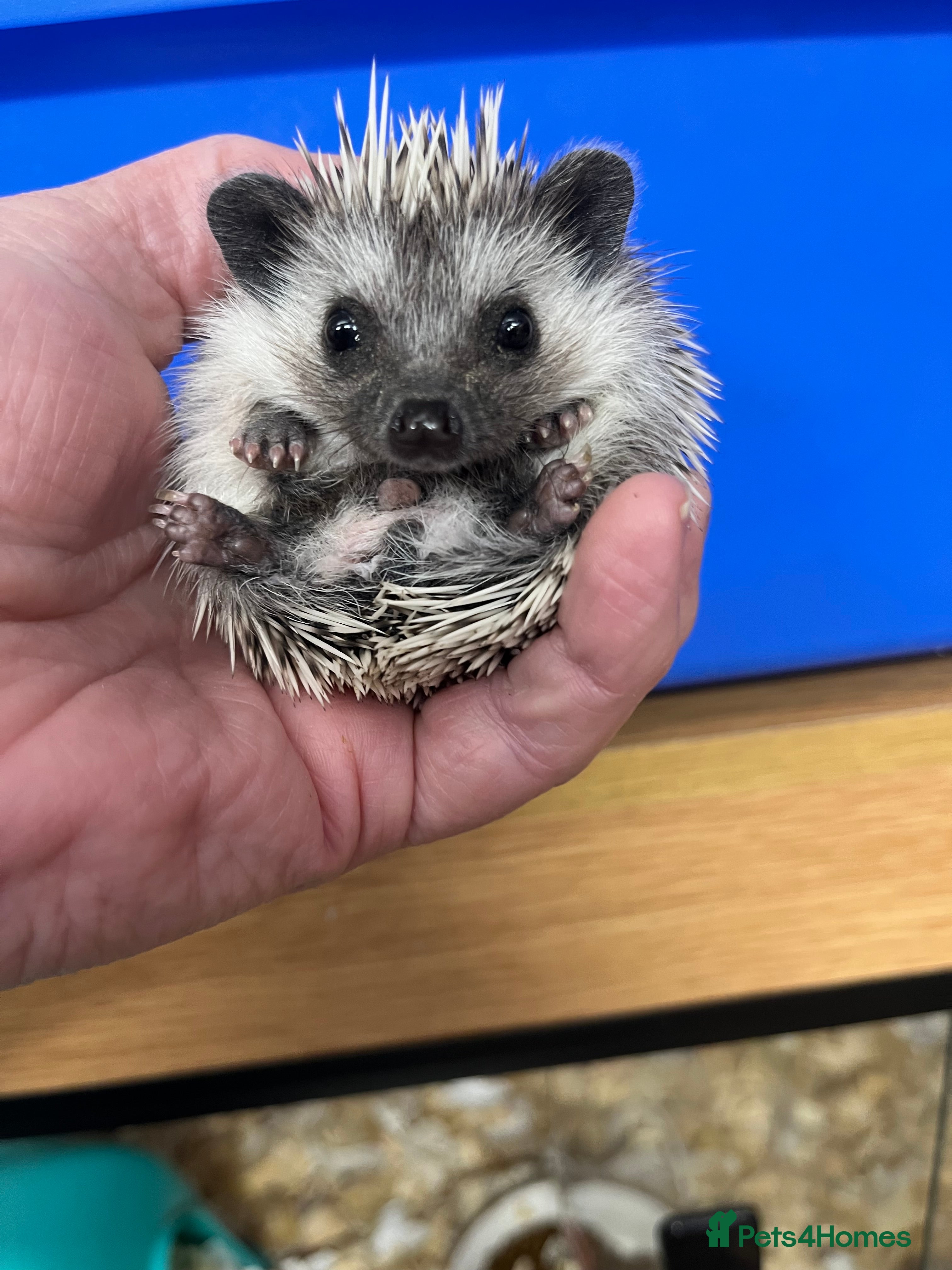 Pygmy Hedgehog rodents Stunning black masked ready today !  - Advert 1