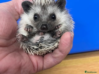 Pygmy Hedgehog rodents Stunning black masked ready today ! - Advert 1