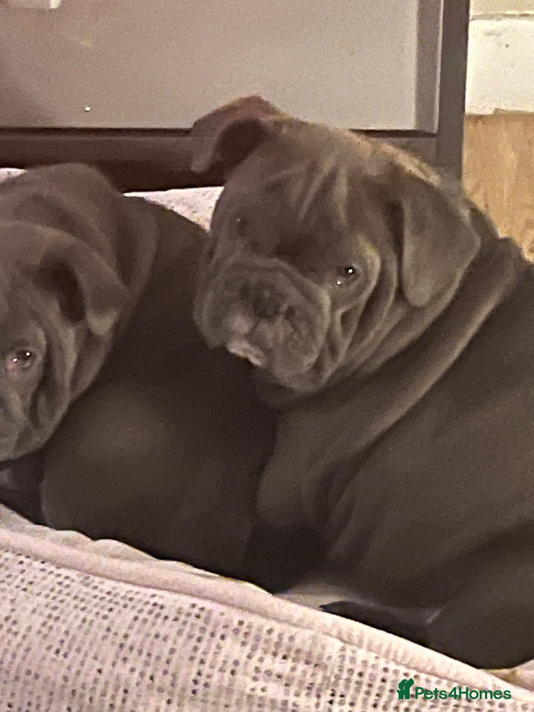 English Bulldog dogs for sale: Gorgeous English bulldog puppies  - Advert 2