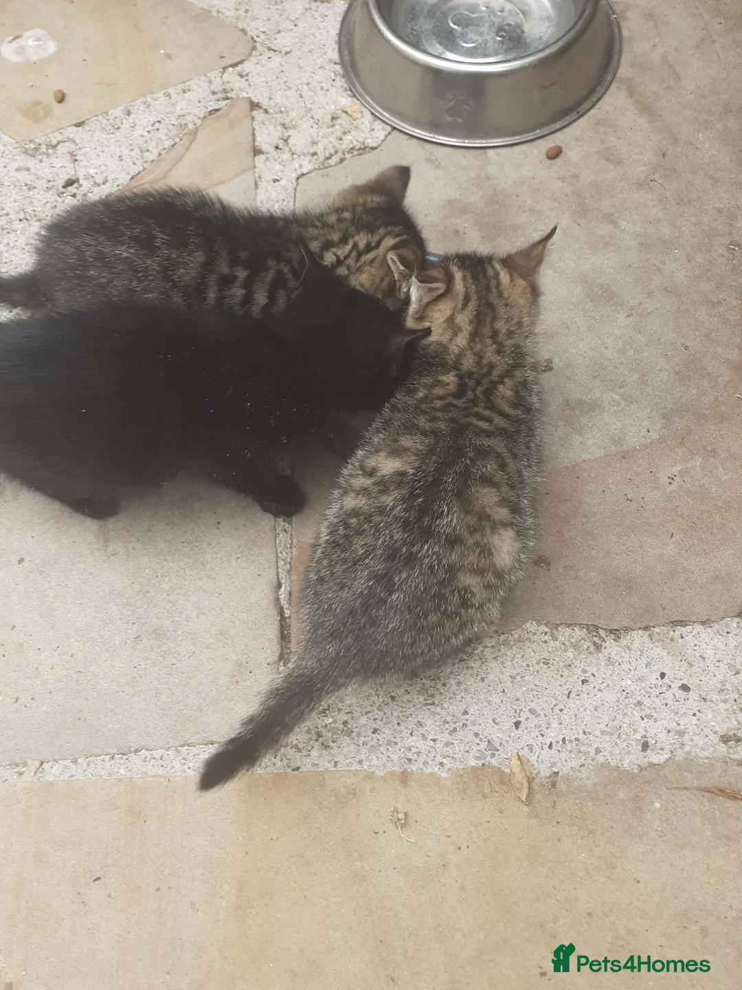 Bengal cats for sale: Bengal X kittens both parents owned by seller - Advert 2