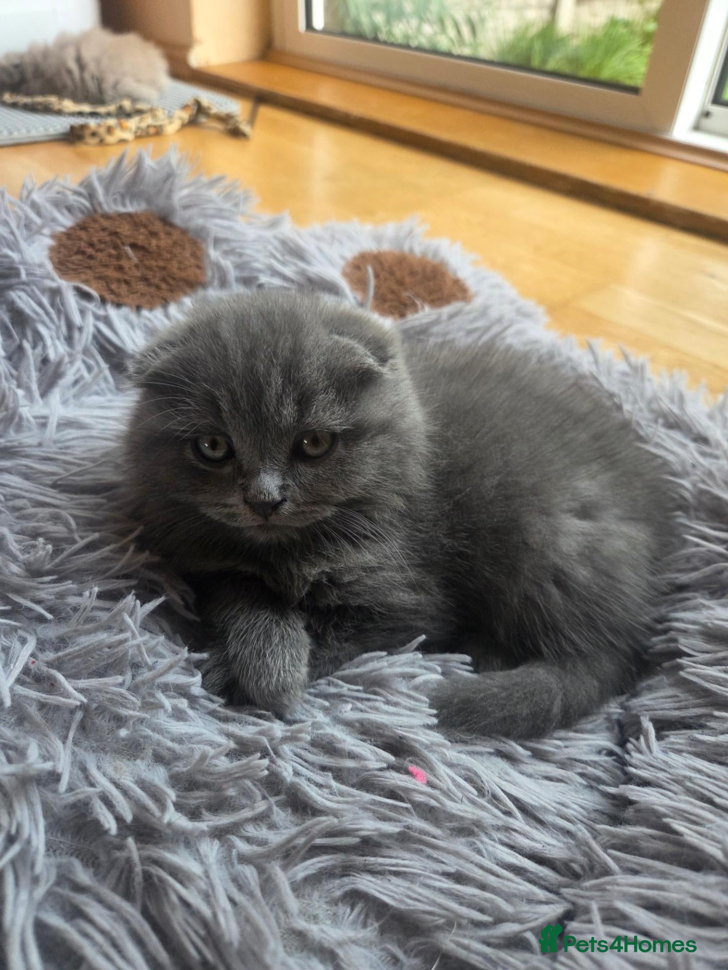 British Shorthair cats Scottish cats girl boy short, longhair  - Advert 13