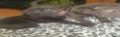 Shar Pei 3