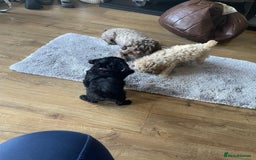 Cockapoo dogs for sale: Cockapoo Puppies 3 vaccines done - Image 16