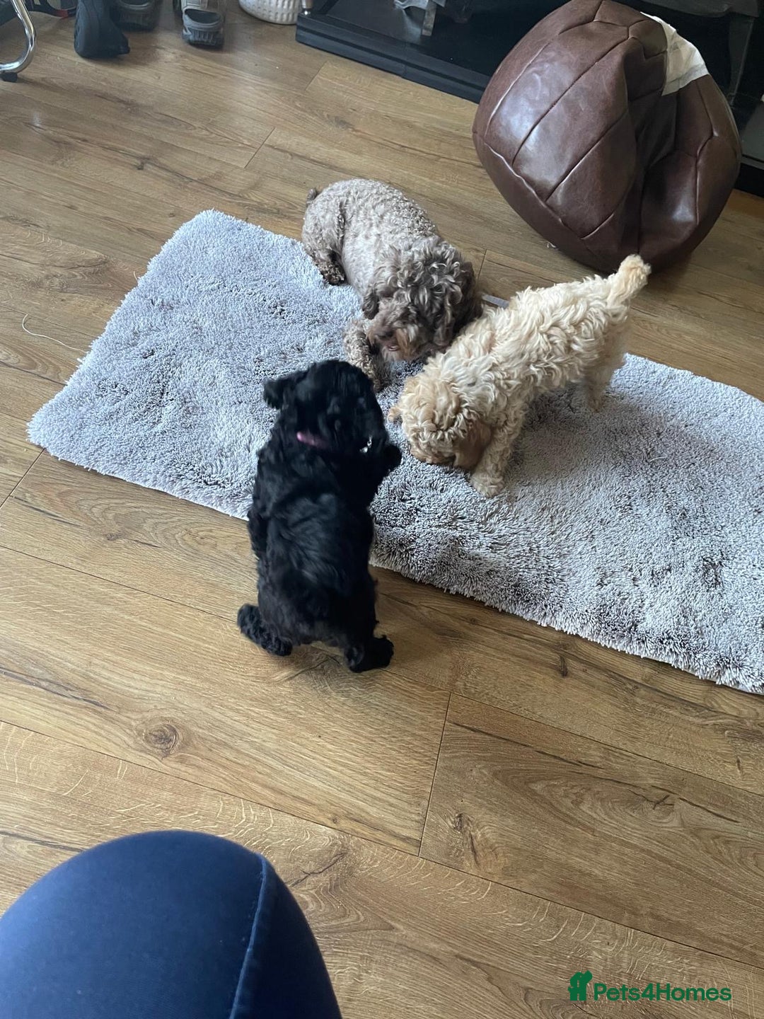 Cockapoo dogs for sale: Cockapoo Puppies 3 vaccines done - Image 16