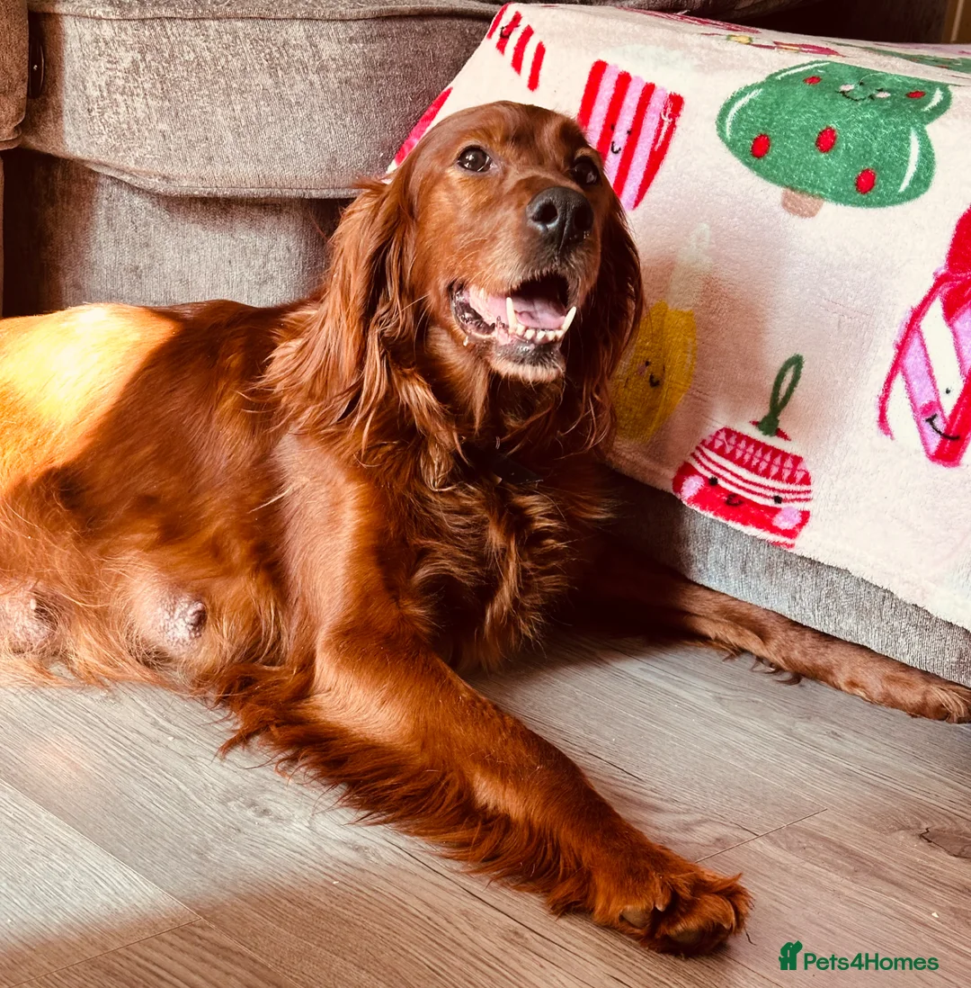 Irish Doodle dogs for sale: F1 miniature Irish doodles - Advert 2