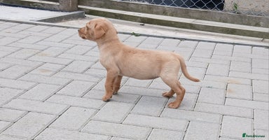Labrador Retriever dogs - Advert 7
