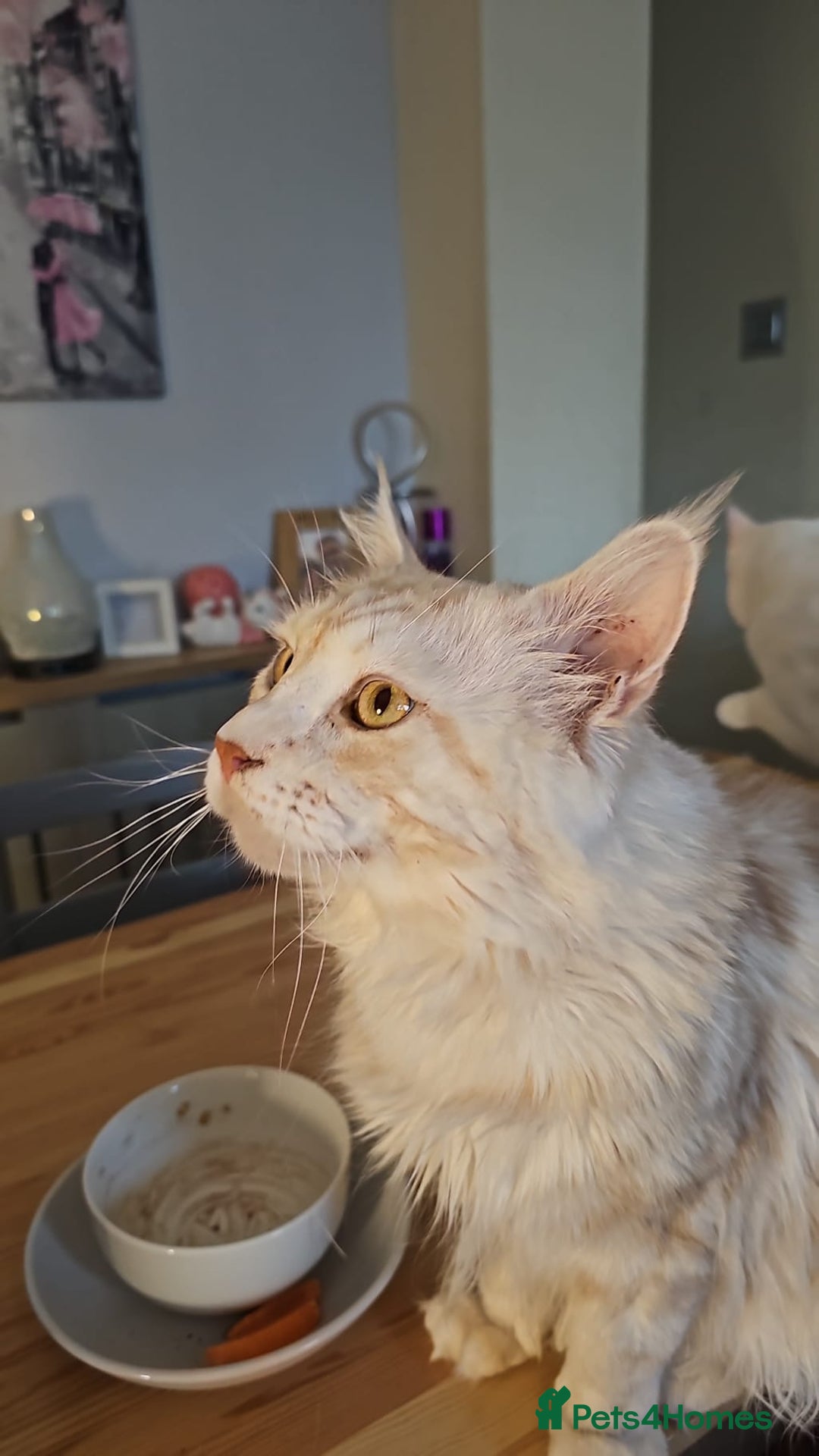 Maine Coon cats for sale: Beautiful Maine Coon Floofs - Image 14