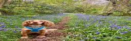 Cocker Spaniel dogs for sale: Black Cocker Spaniel Puppies in Lampeter - Advert 7