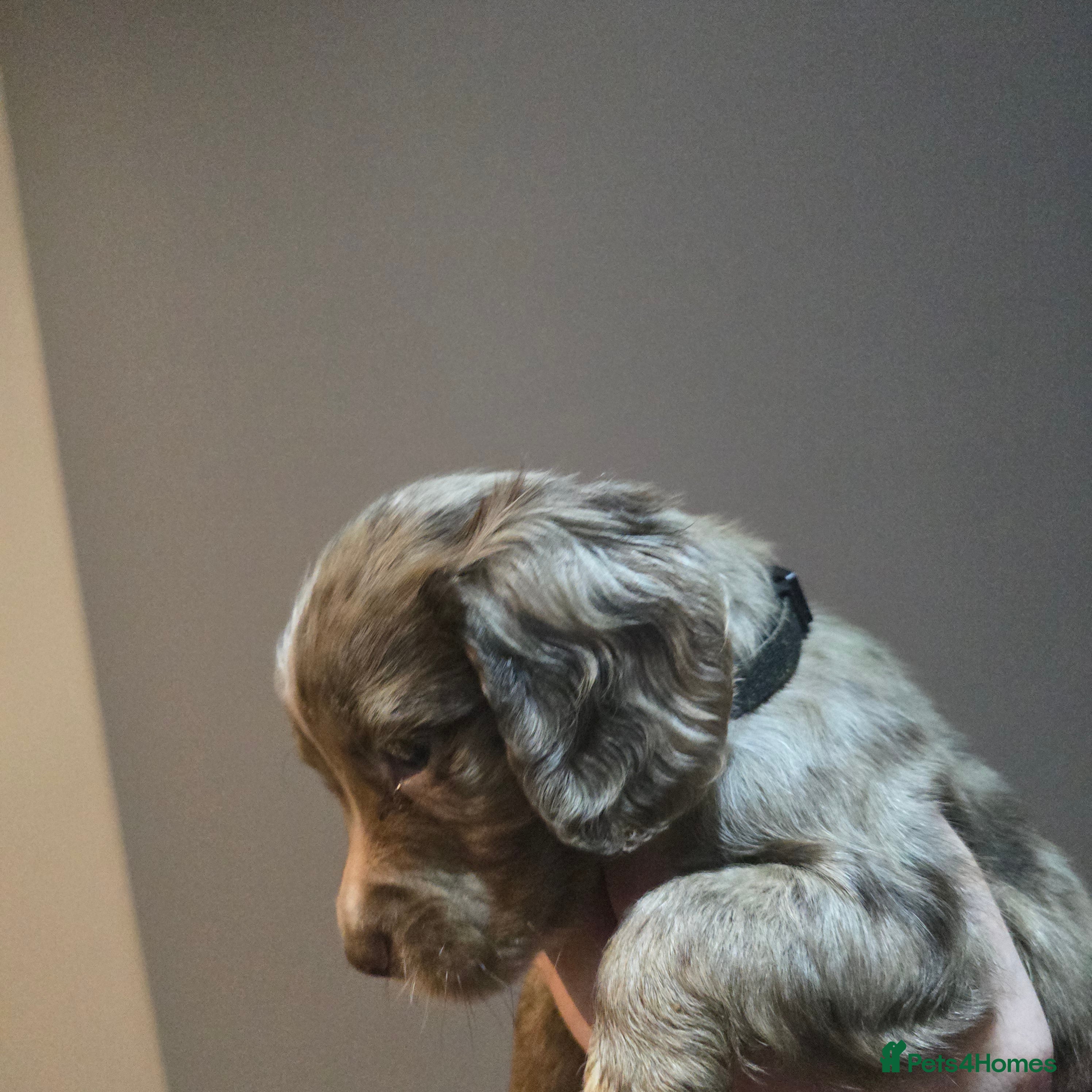 Cocker Spaniel dogs Cocker spaniel puppies for sale  - Advert 1