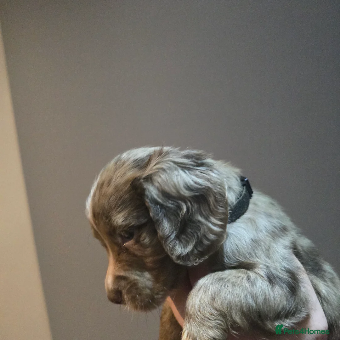 Cocker Spaniel dogs for sale: Cocker spaniel puppies for sale  - Advert 1