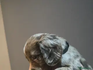 Cocker Spaniel dogs Cocker spaniel puppies for sale - Advert 1