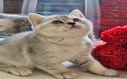 British Shorthair cats for sale: British shothair kittens  - Image 21