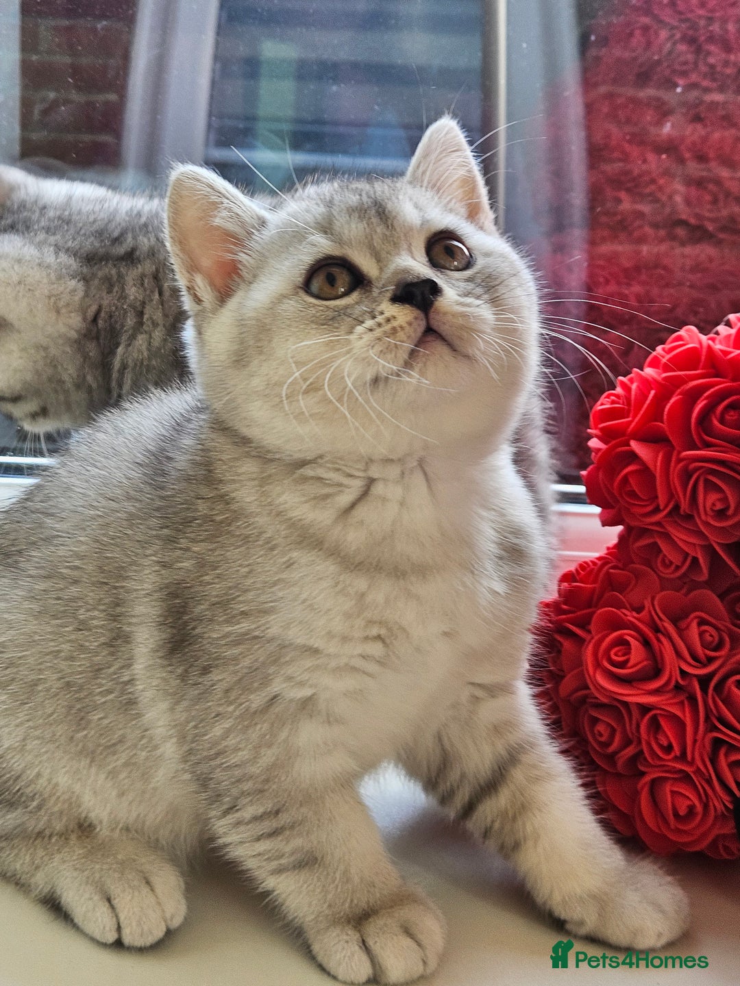 British Shorthair cats for sale: British shothair kittens  - Image 21