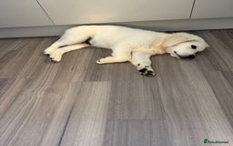 Golden Retriever dogs for sale: Stunning cream golden retriever dog. 14 weeks old - Image 2