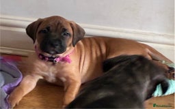 Mixed Breed dogs for sale: Beautiful Presa Mix Pups  - Image 20