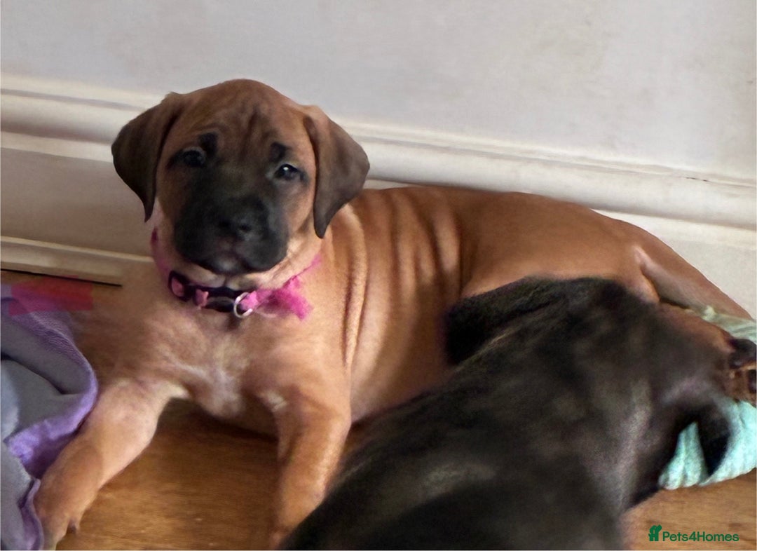 Mixed Breed dogs for sale: Beautiful Presa Mix Pups  - Image 20