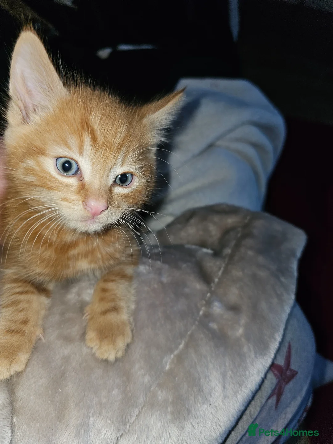 Mixed Breed cats for sale: Ginger kitten and black and ginger kitten  - Advert 2